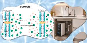 cómo funciona la osmosis qué es ósmosis